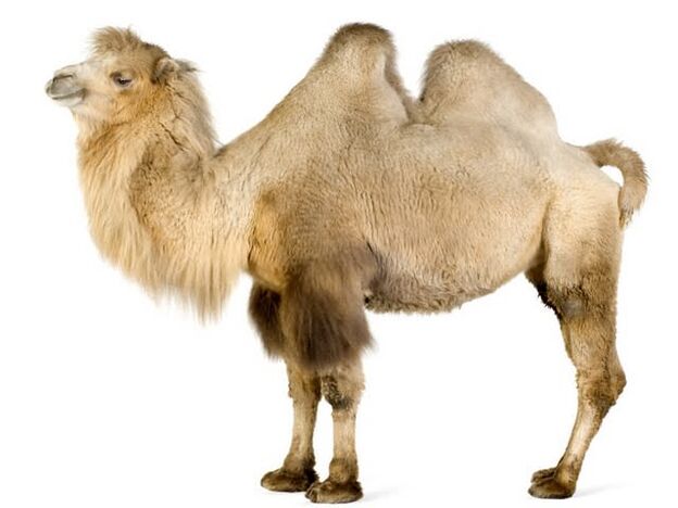 καμήλα και το στομάχι του για να αυξήσει την ισχύ